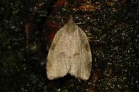 Lozotaenia forsterana