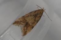 Brachmia blandella