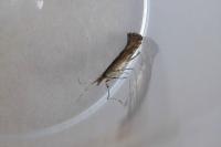 Plutella xylostella