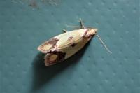 Agapeta zoegana