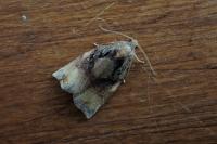 Archips podana