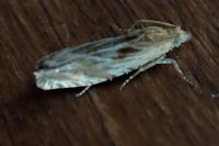 Eucosma