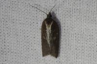 Acleris hastiana