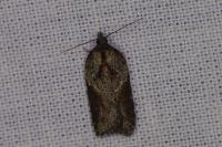 Acleris hastiana