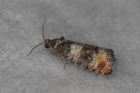 Piniphila bifasciana