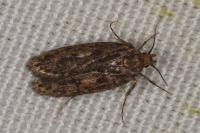 Hofmannophila pseudospretella
