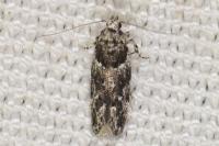 Recurvaria nanella