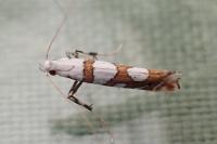 Spulerina simploniella