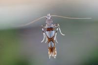 Spulerina simploniella