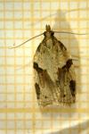 Clepsis spectrana