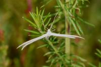 Merrifieldia tridactyla