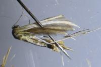 Merrifieldia tridactyla