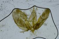 Merrifieldia tridactyla