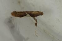 Caloptilia stigmatella