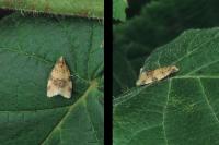 Epagoge grotiana