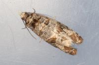 Lobesia botrana