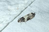 Gypsonoma sociana