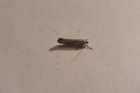 Yponomeuta irrorella
