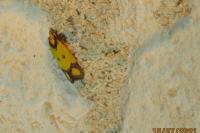 Agapeta zoegana