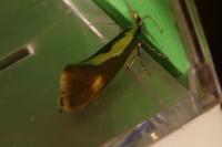 Harpella forficella