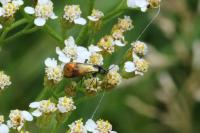Nemophora fasciella