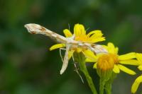 Gillmeria ochrodactyla