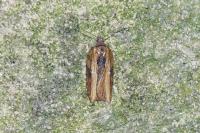 Acleris hastiana