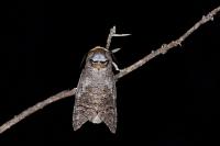 Cossus cossus