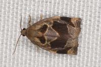 Archips crataegana