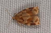 Archips xylosteana