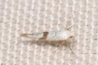 Argyresthia curvella