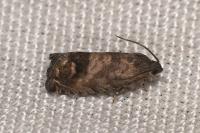 Cydia splendana