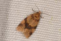 Epagoge grotiana