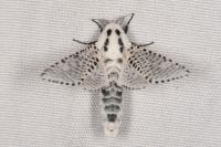Zeuzera pyrina