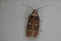 Agonopterix conterminella