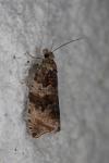 Orthotaenia undulana
