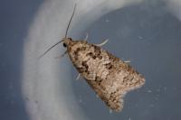 Cnephasia