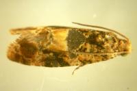 Lobesia reliquana