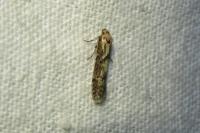 Blastobasis adustella