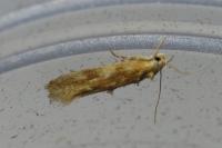 Mompha ochraceella