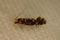 Nemapogon koenigi