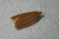 Clepsis consimilana