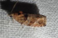 Eudemis profundana