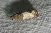 Spilonota ocellana