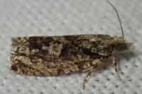 Zeiraphera isertana