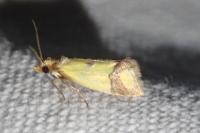 Agapeta zoegana