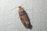 Eudemis profundana