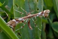 Cnaemidophorus rhododactylus