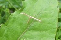 Emmelina monodactyla