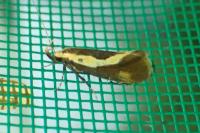 Harpella forficella